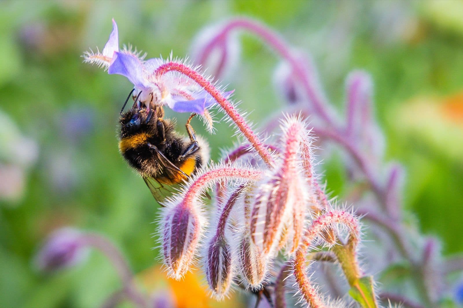 Hommel op een paarsblauwe bernagiebloem